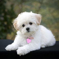 Health Problems That Haunt Small Dogs
